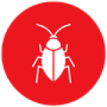 Cucaracha