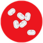 Larvas