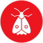 Polilla