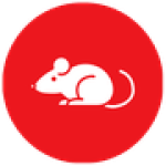 Raton